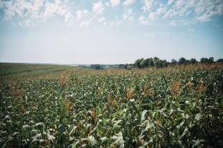 How is soil compaction impacting your yields?