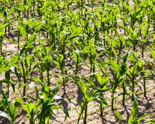 How familiar are you with peptide and amino acids and their effect on crop yields?