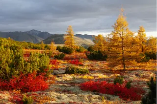 Fall Planting in the Kern River Valley: What to Plant Now