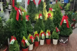 Living Christmas Trees & Winter Arrivals