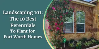 Landscaping 101: The 10 Best Perennials To Plant for Fort Worth Homes
