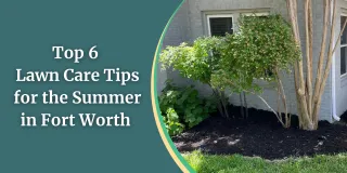 Top 6 Lawn Care Tips for the Summer in Fort Worth
