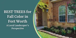 Best Trees for Fall Color in Fort Worth - A Local Landscaper's Perspective