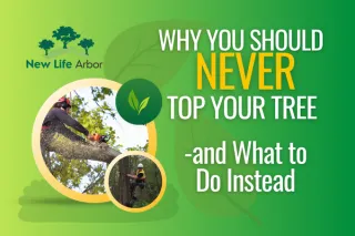 Why You Should Never Top Your Tree – And What to Do Instead