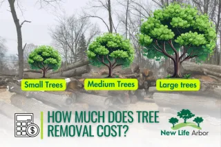 How Much Does Tree Removal Cost?