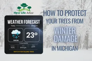How to Protect Your Trees from Winter Damage in Michigan