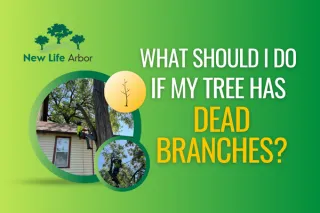 What Should I Do If My Tree Has Dead Branches?