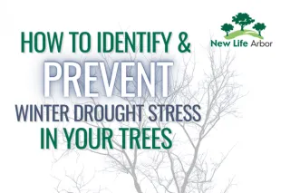 How to Identify and Prevent Winter Drought Stress in Your Trees