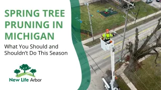 Spring Tree Pruning in Michigan: What You Should and Shouldn’t Do This Season