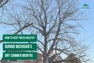 How to Keep Trees Healthy During Michigan’s Dry Summer Months