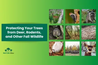 Protecting Your Trees from Deer, Rodents, and Other Fall Wildlife