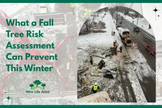 What a Fall Tree Risk Assessment Can Prevent This Winter