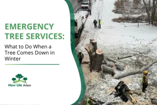 Emergency Tree Services: What to Do When a Tree Comes Down in Winter