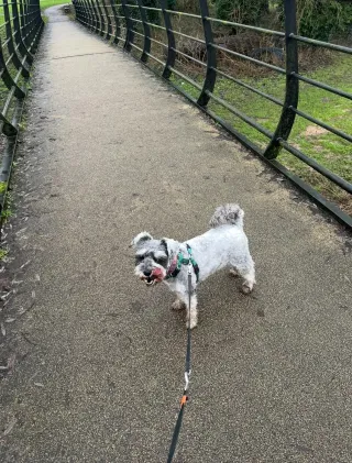Dogs' Dinners - Part 1