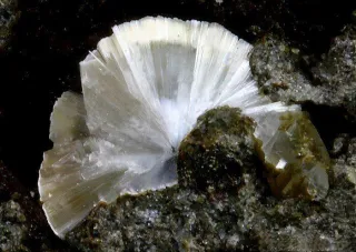 Mesothelioma: Common Disease of Asbestos Exposure