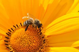 Attracting Bees to Your Garden