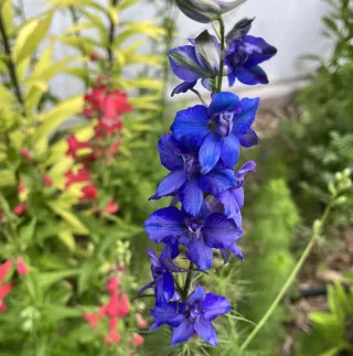  Growing an Annual Flower Garden