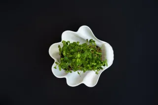 Growing Greens Indoors
