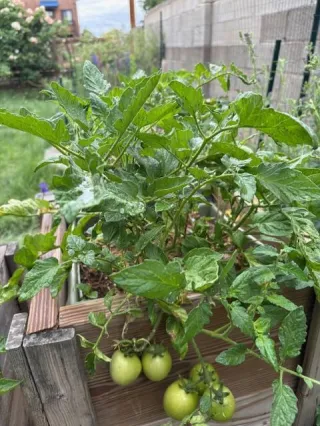 Container Gardening with Vegetables