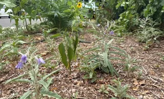 Natural Weed Control