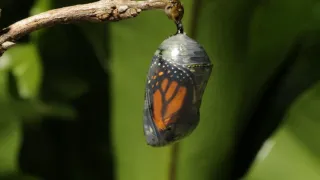 Metamorphosis is Murder 