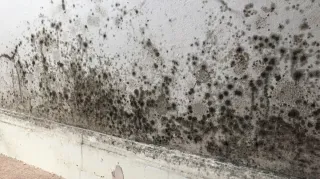 Is Your Home Making You Sick? The Hidden Dangers of Mould