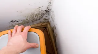 Top 5 Signs Your Brisbane Home Needs Mould Cleaning