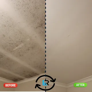 Why Does Mould Keep Coming Back After Cleaning?