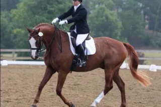 The Flow of Collection: A Balanced Approach to Dressage Training
