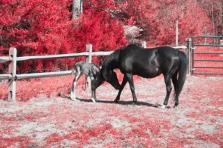 Fear-Based Thinking vs. Love-Based Thinking: Transforming the Equestrian Paradigm