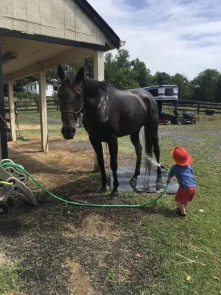 Why Your Horse won't Try 