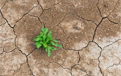 4 Steps to Increase Your Leadership Skills