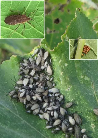 BAD BUG - SQUASH BUG 🐛