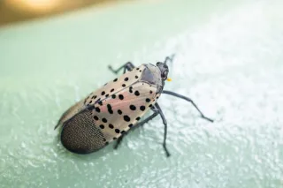 Spotted Lantern Fly – BAD BUG!