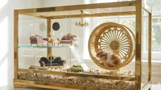 The 10-Year Freedom Loop