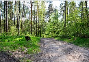 Thinking About Buying Vacant Land in Ontario? Here’s What You Need to Know