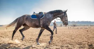 How to lunge a horse successfully