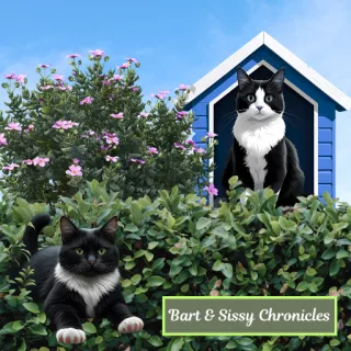 How Two Stray Cats Taught Us About Trust and Healing