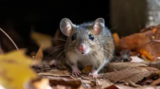 Autumn Pest Preparation: Securing Southern Homes Against Cooler Weather Invaders
