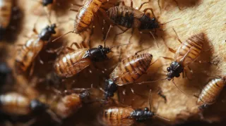 Loving Your Home, Not the Pests: Pre-Spring Pest Check in the Carolinas