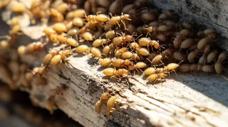 Termite Trouble? Safeguard Your Fort Mill, SC Home This Summer
