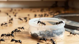Back-to-School, Pest-Free Homes: Prepping for Routine Changes