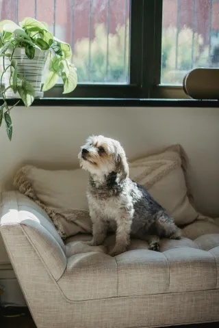 Is Your Pet’s Diet Balanced? Here’s Why It Matters!