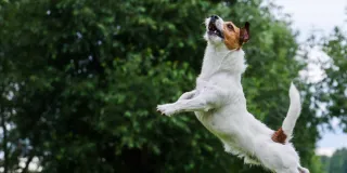 Pet Health Trends You Need to Know for a Happier Pet