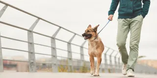 What’s Your Pet’s Personality? Let’s Discover Together!