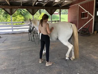 Why Debono Moves are a Game Changer for Connection with Horses
