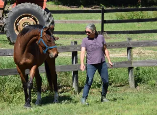 Speaking the Horse's Language