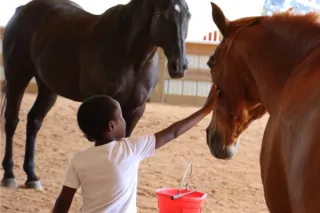 Preparing Horses for EAL/EAP versus Traditional Training