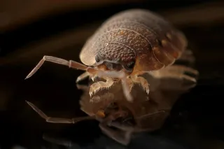 Recognizing the Signs of Termite Infestation in Midlothian