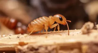 Best Termite Control Services in Midlothian